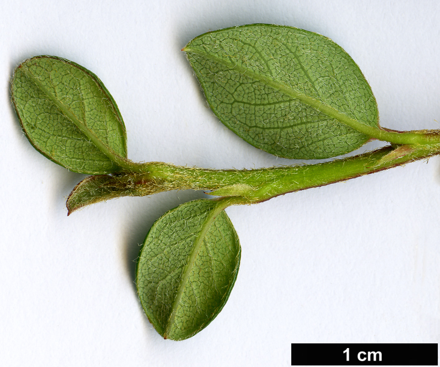 High resolution image: Family: Rosaceae - Genus: Cotoneaster - Taxon: melanotrichus